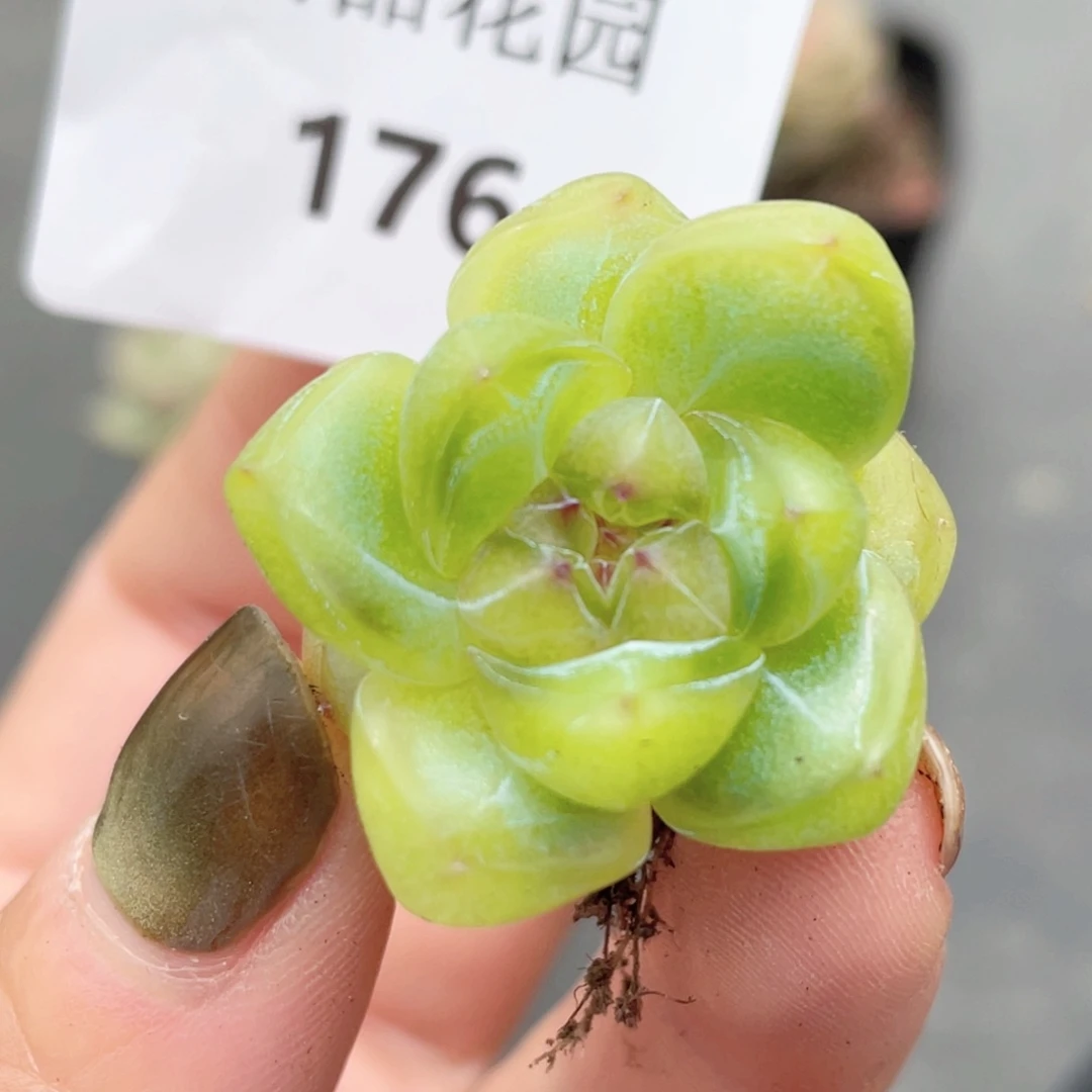 176号糖心冰心珍妮