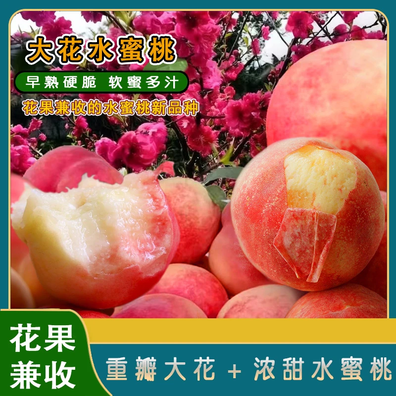 大花水蜜桃苗/开重瓣蔷薇大花/花果兼收脆软两吃/市面少见好品种