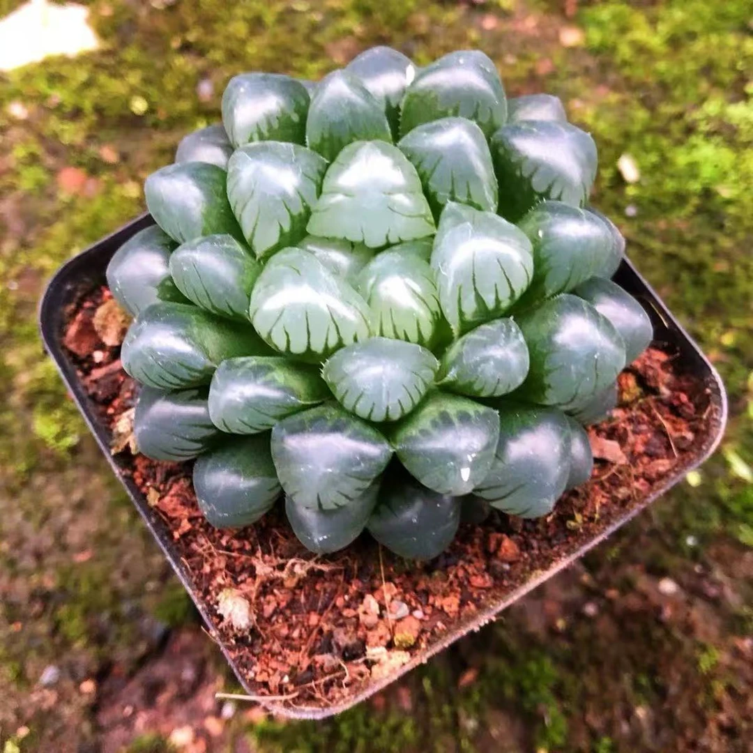 （凑满15包邮）冰灯玉露多肉植物室内盆栽绿植桌面美观