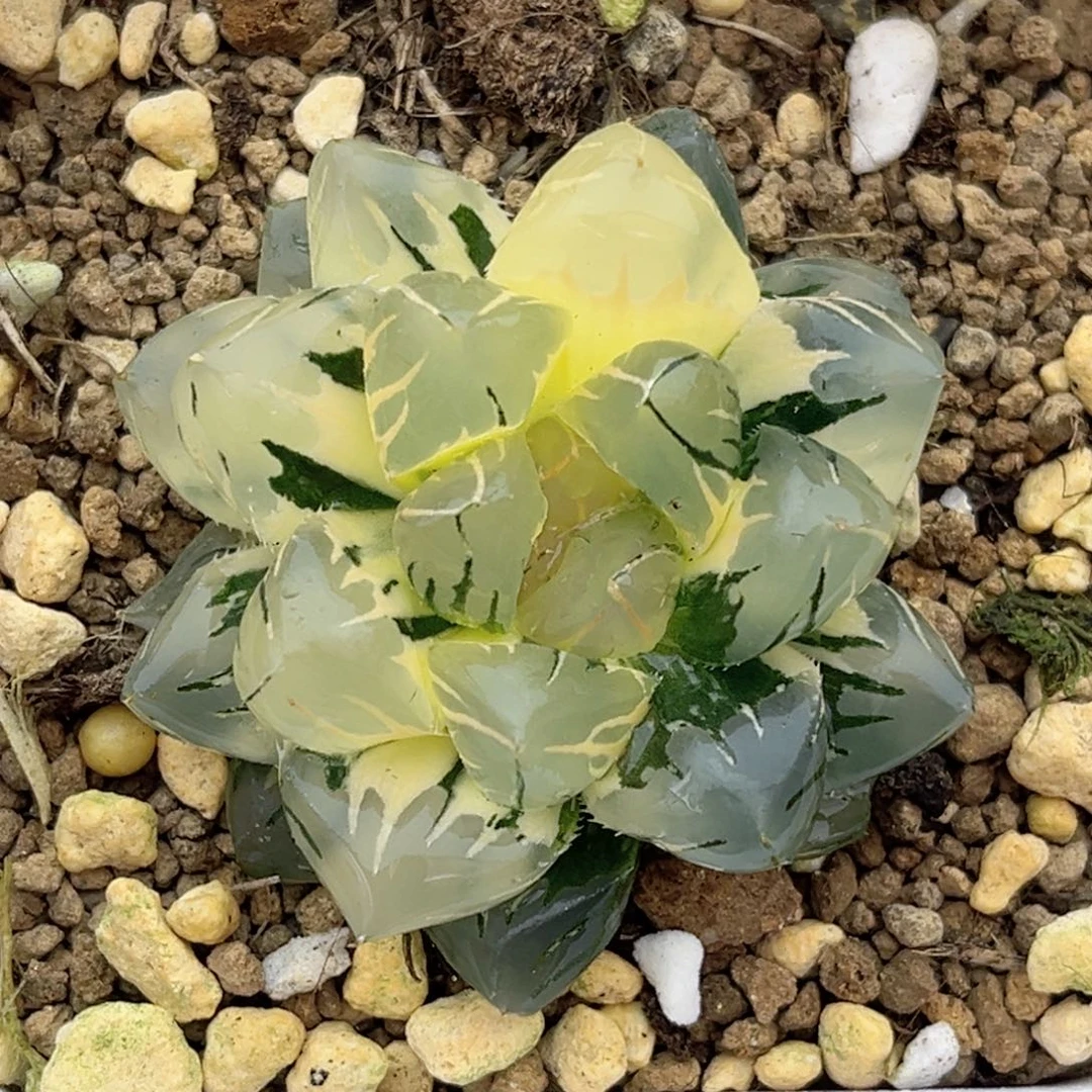 56水中月玉露锦福利专场