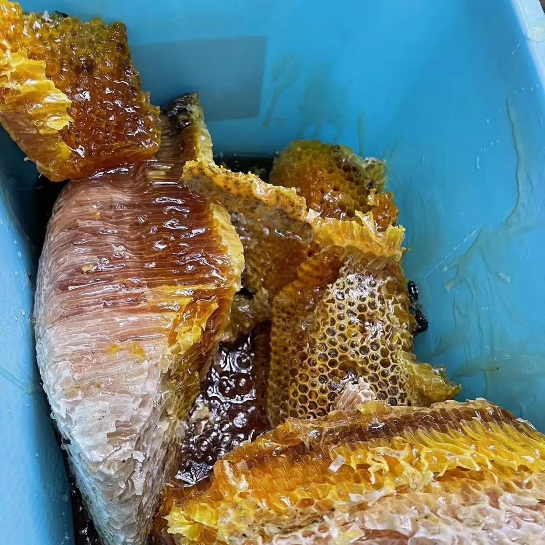 鸡蛋鼓槌石斛好养活可室内种植的漂亮花盆栽