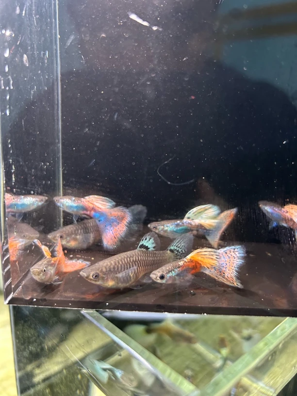 红草精品孔雀鱼活体发货包邮包路损