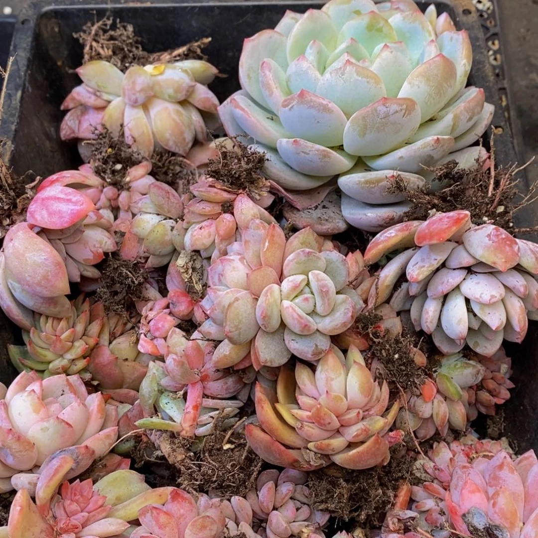 552多肉植物保护研究所所长