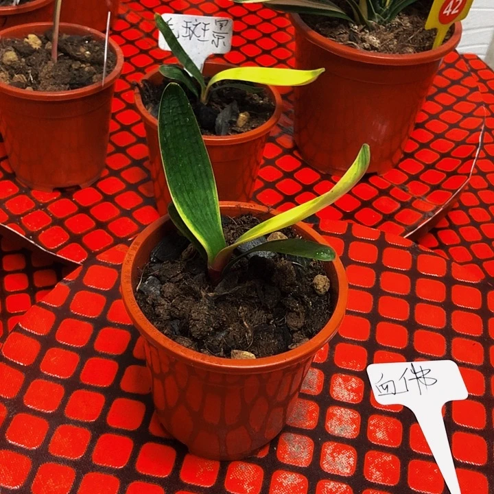 完全开放君子兰468