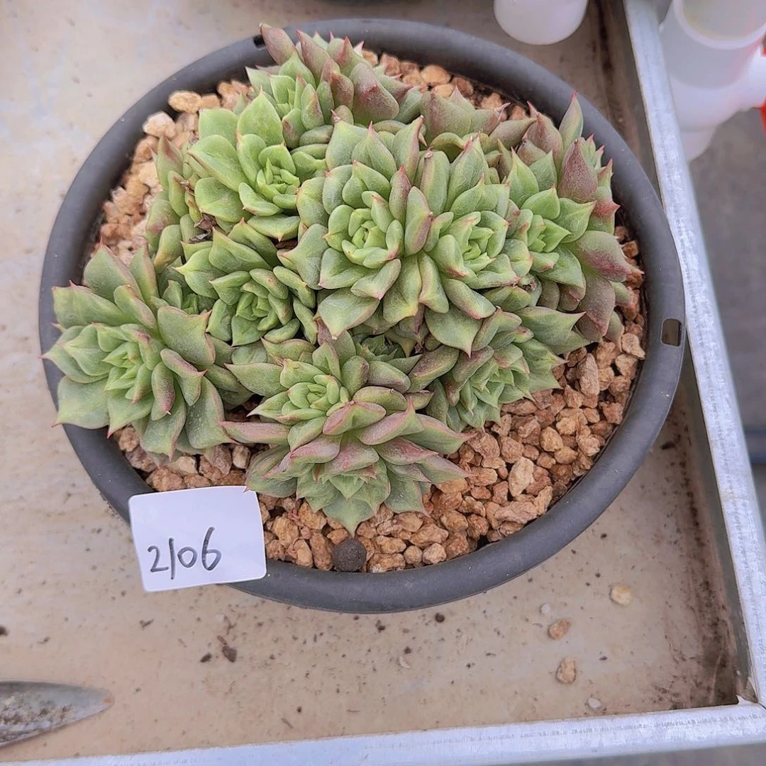 书***书2106杂交多肉植物
