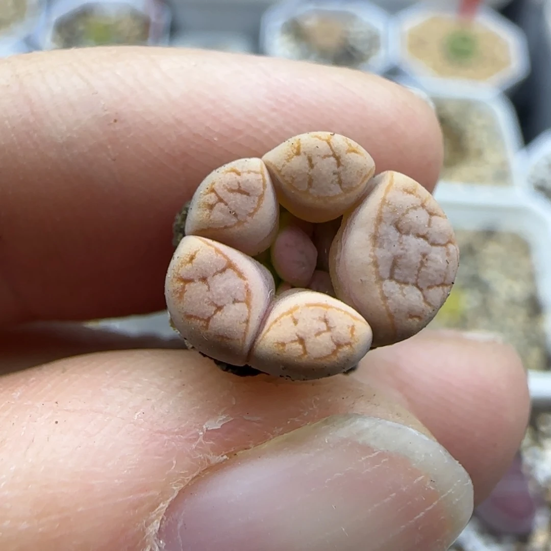 969荒怪清框福利30包邮