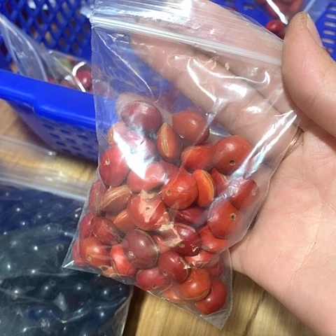 椰蒂吊坠兰*墨红木鱼