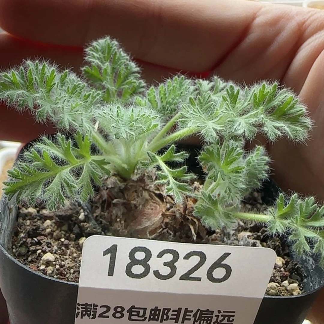 【闪购商品】18326羽叶洋葵特特特