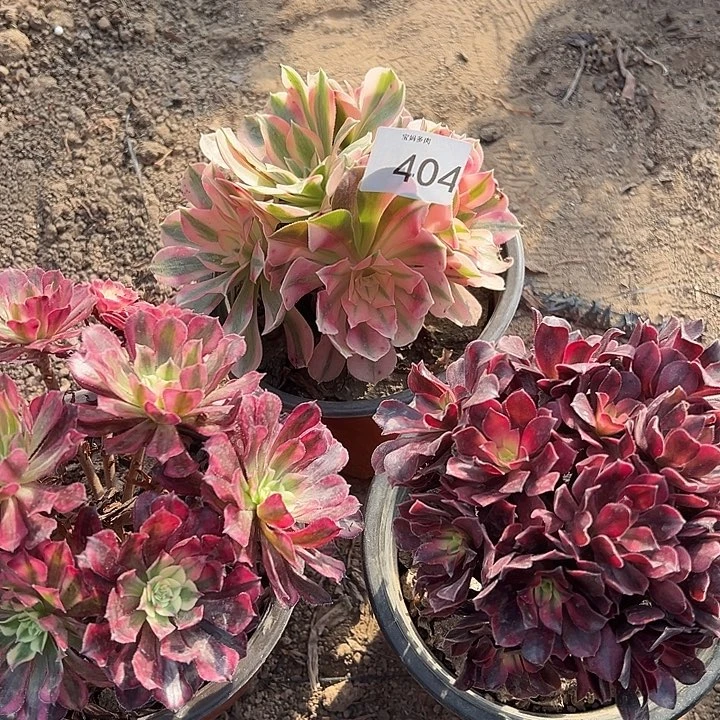 三棵一物一拍404号脱土裸根