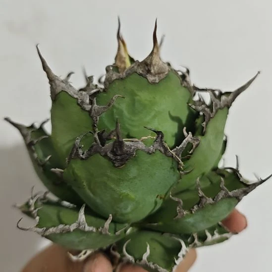 凯撒龙舌兰，子播带大，露养