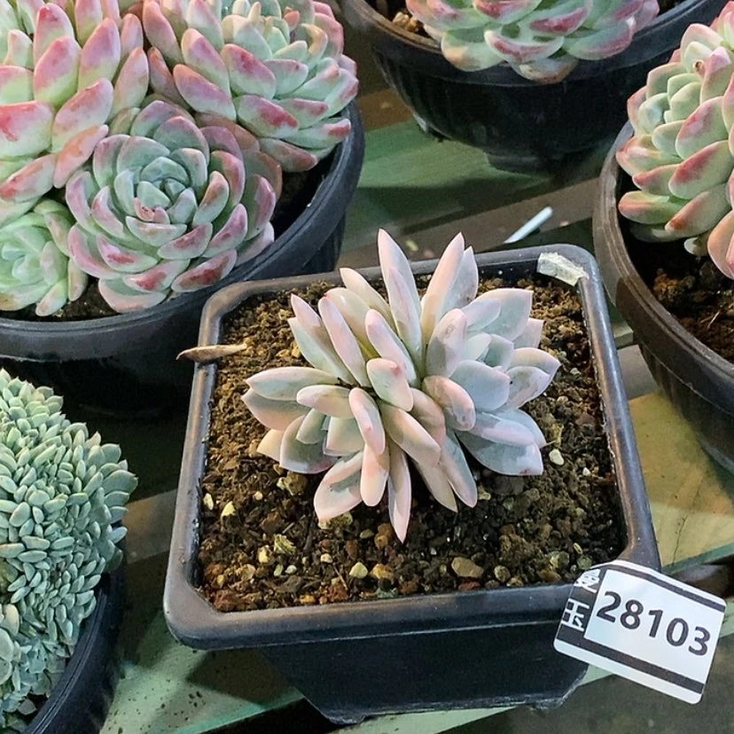 【闪购商品】橙梦露锦28103