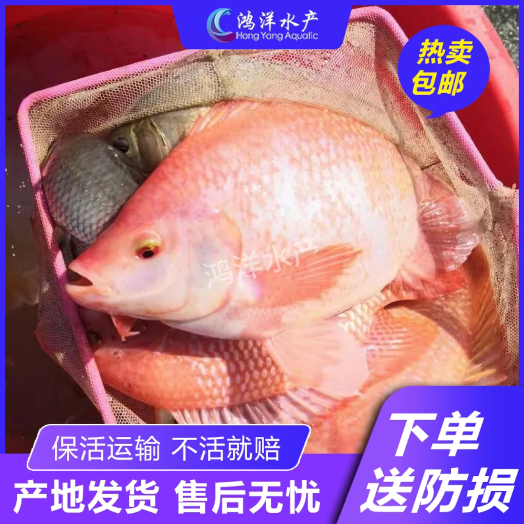 彩虹鲷红罗非 豹纹红罗非鱼 无小刺食用鱼