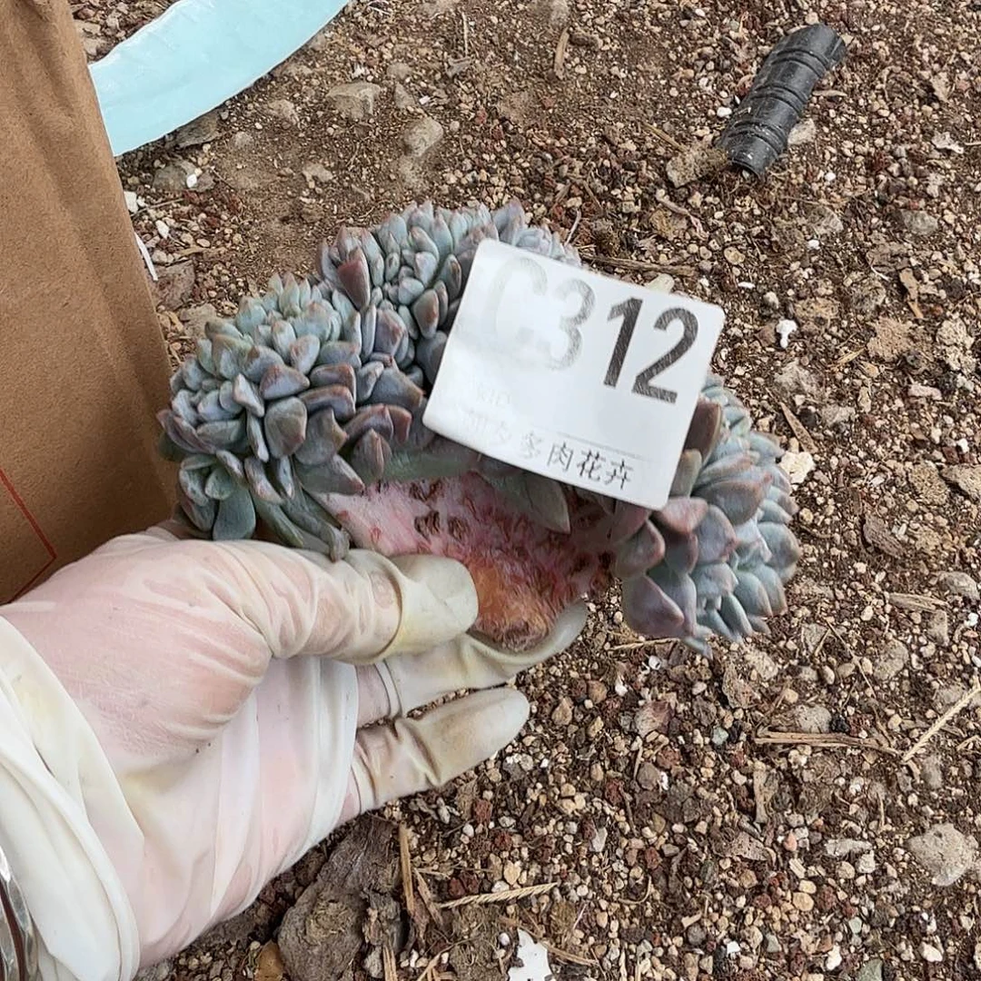 小树缀微微瑕疵呀呀