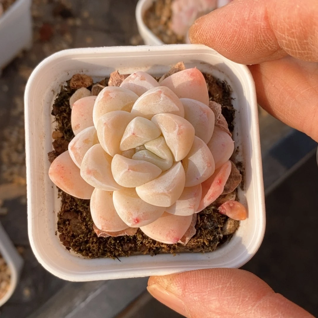 精品多肉一物一拍不包整140