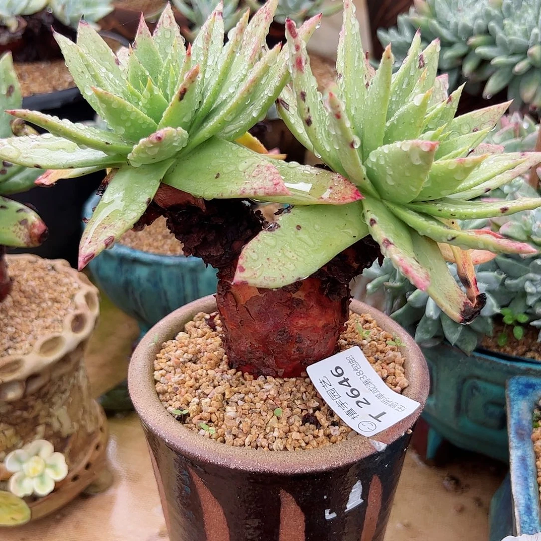 F***娘2646坎黛拉贝若仙女杯