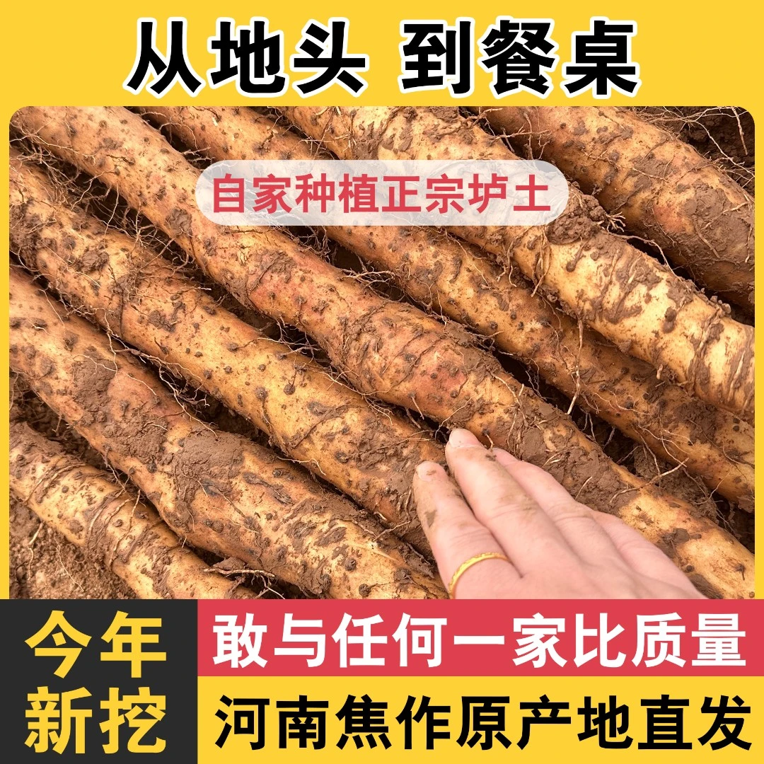 2025新鲜采挖铁棍山药正宗河南焦作垆土怀淮铁杆山药温县产地直发