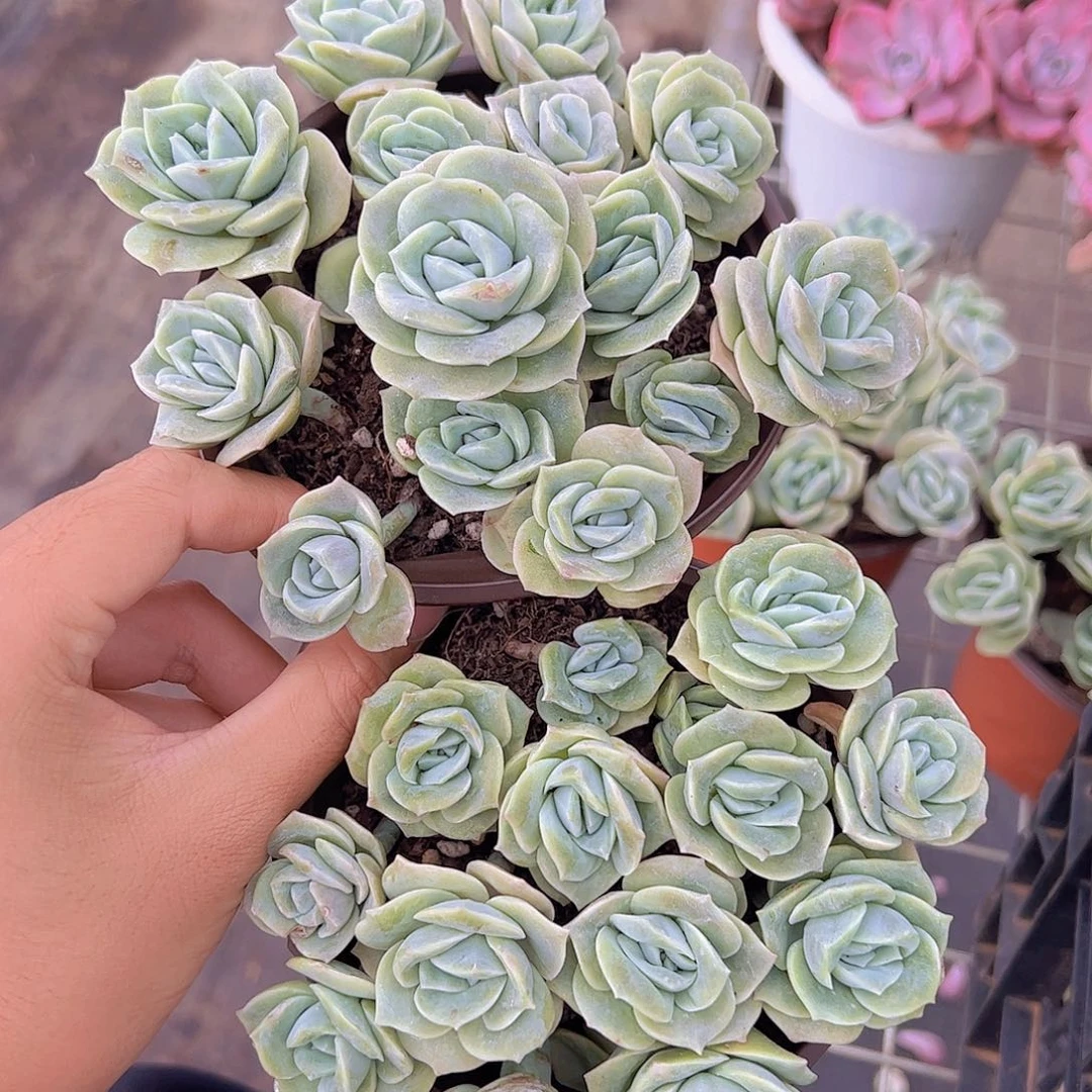 可爱玫瑰散群带盆土精品二盆