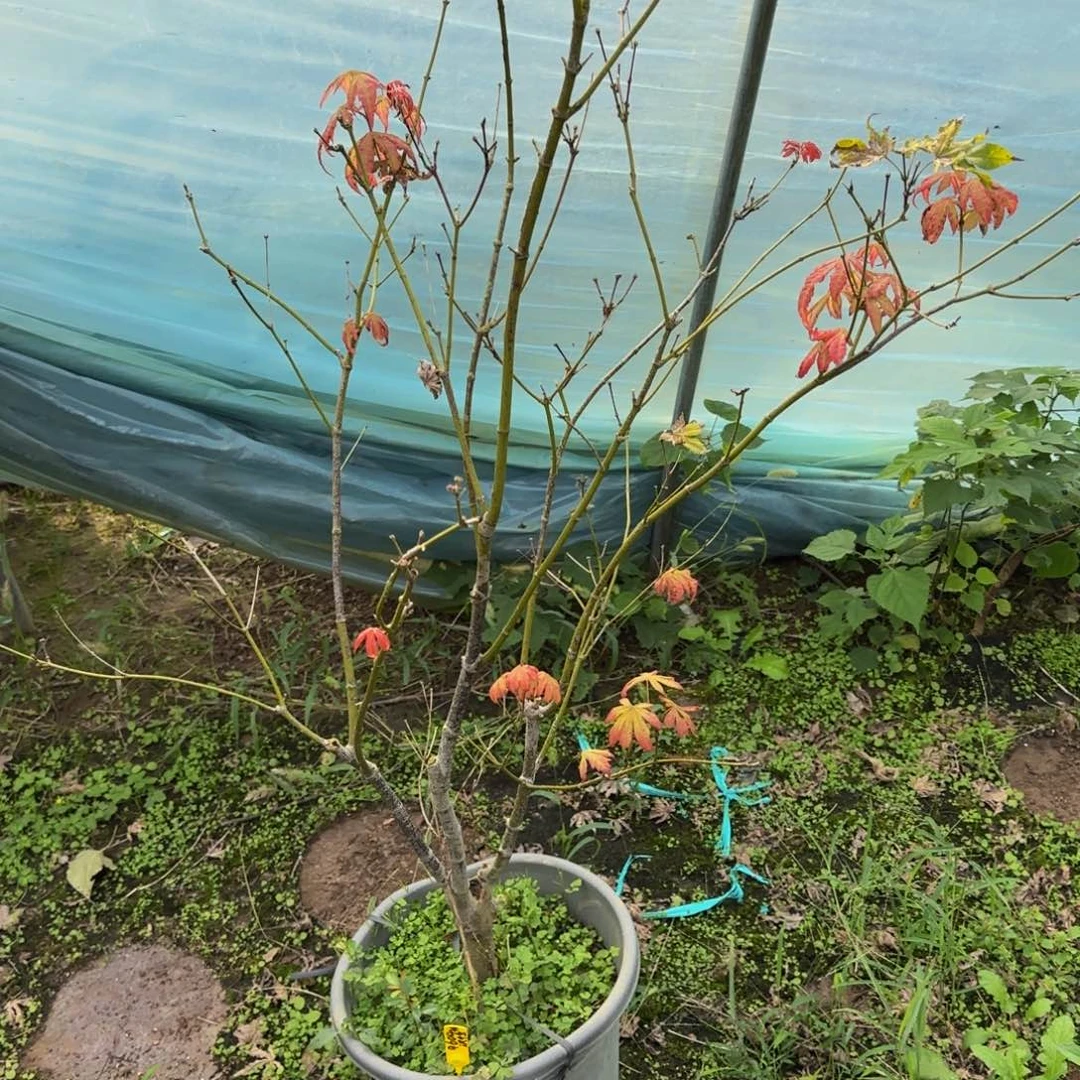 无花朵各种各样的品种