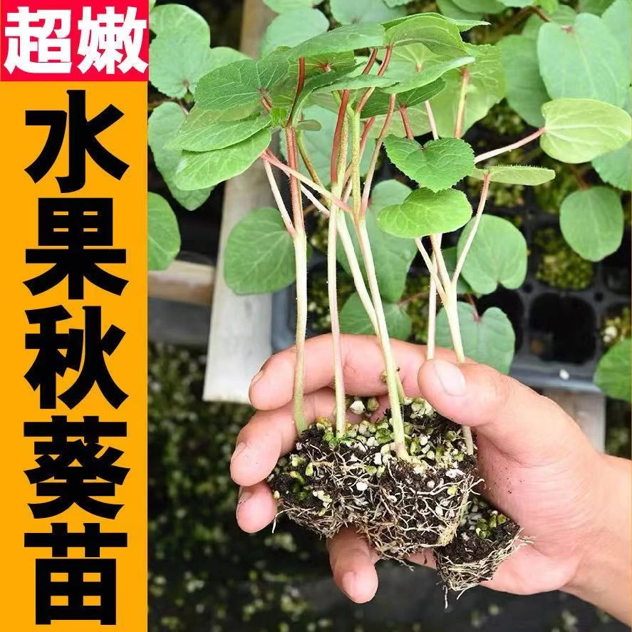 正宗秋葵辣椒苗新鲜苗种籽耐热红秋葵黄秋葵根系发达易成活四季A