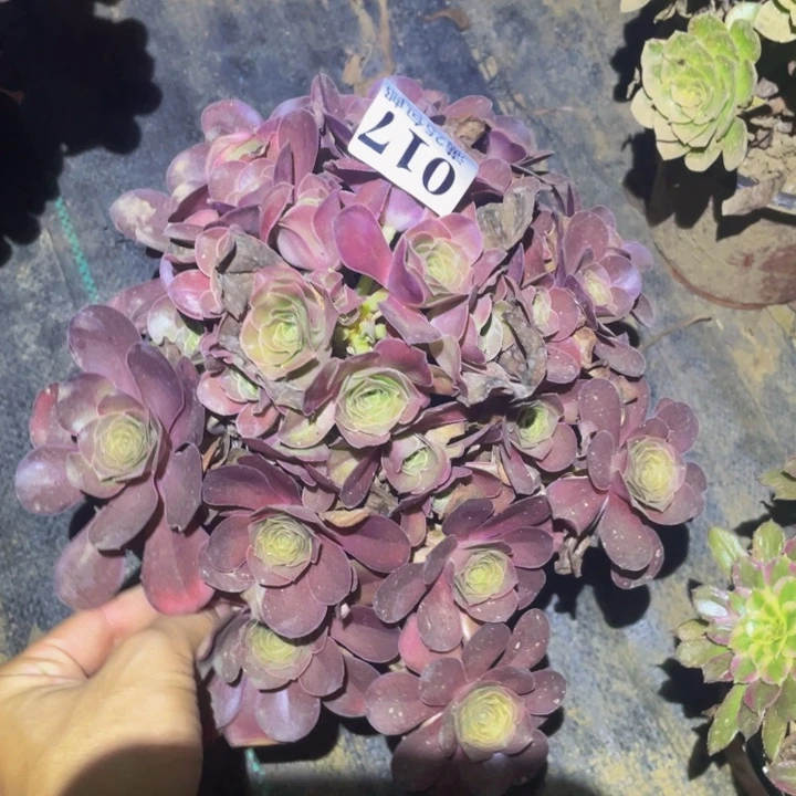 媚金玫瑰多肉植物017