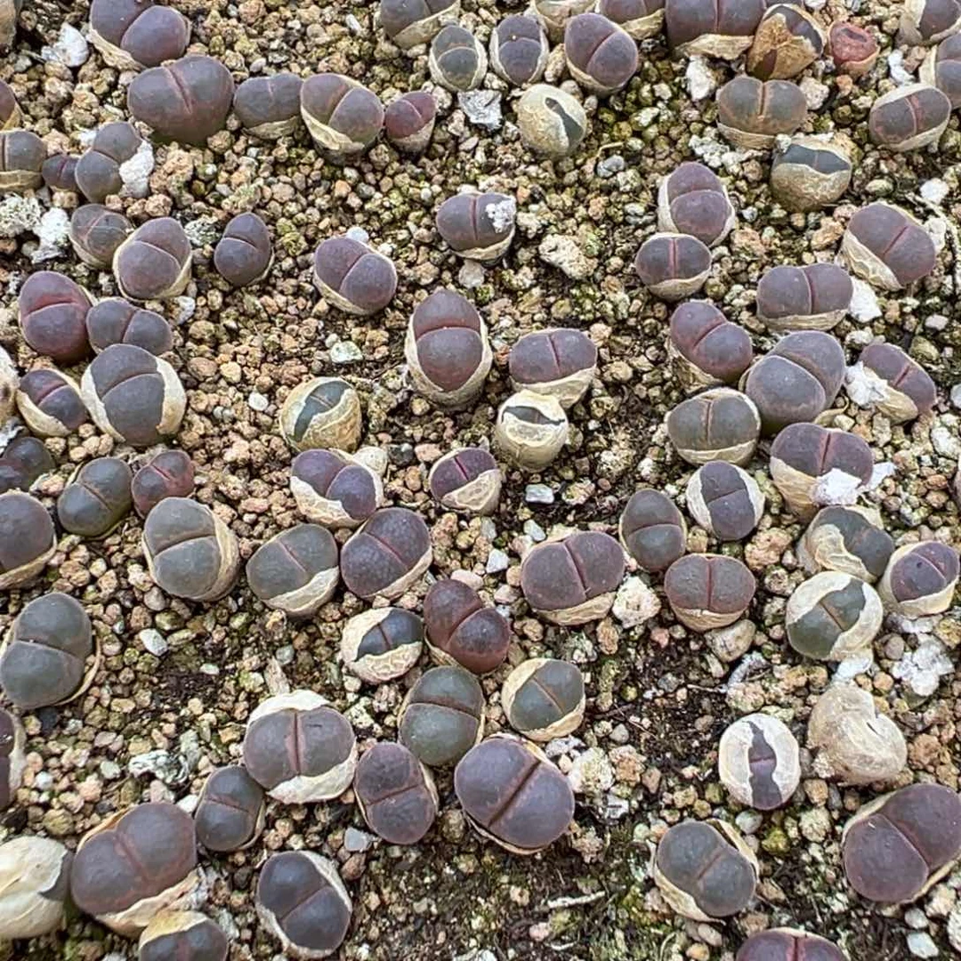 量拍流沙风铃9颗。多肉