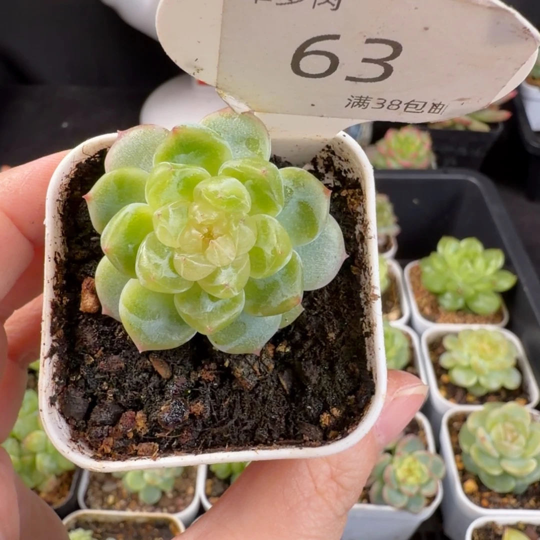 泼天富贵单头一颗63号