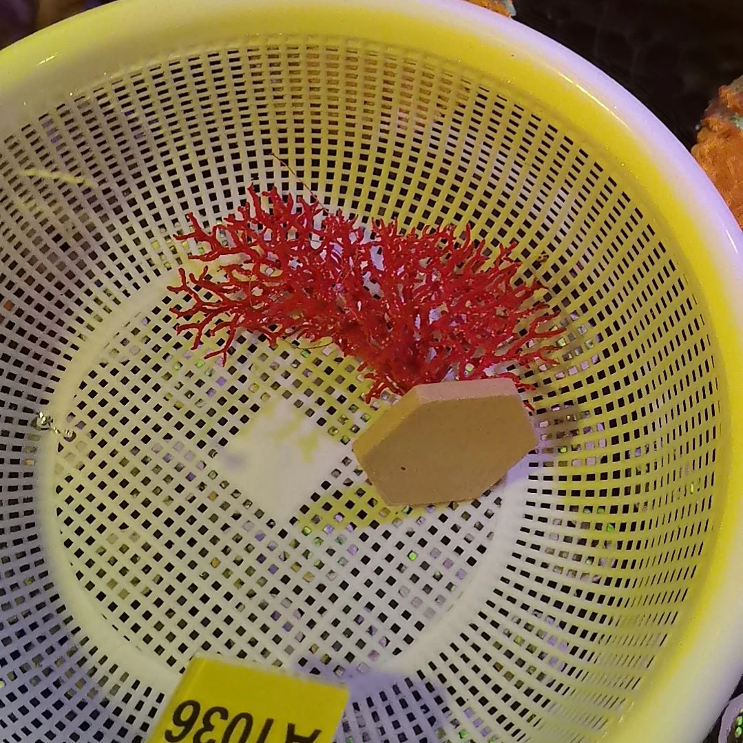 奶嘴海葵1棵红海树