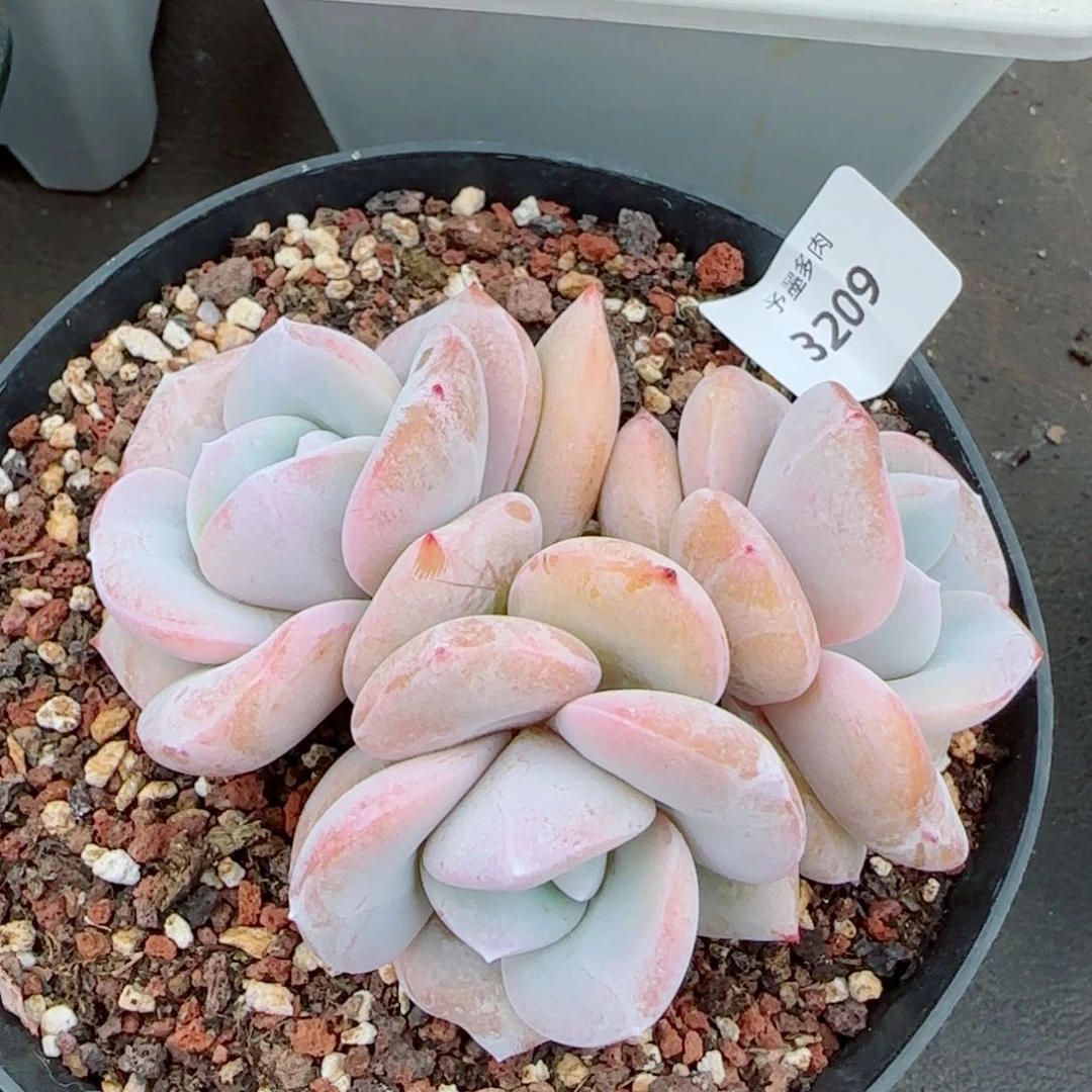 丸叶奶茶，3209多肉植物