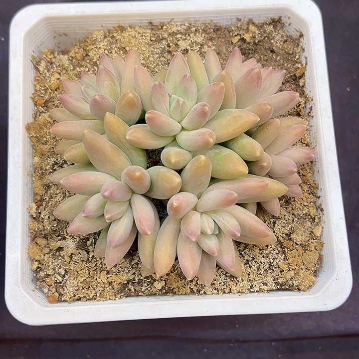 欧若拉大群多肉植物