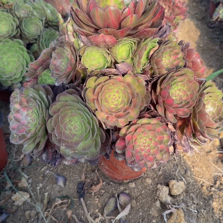 正***呀111荔枝中斑。多肉植物