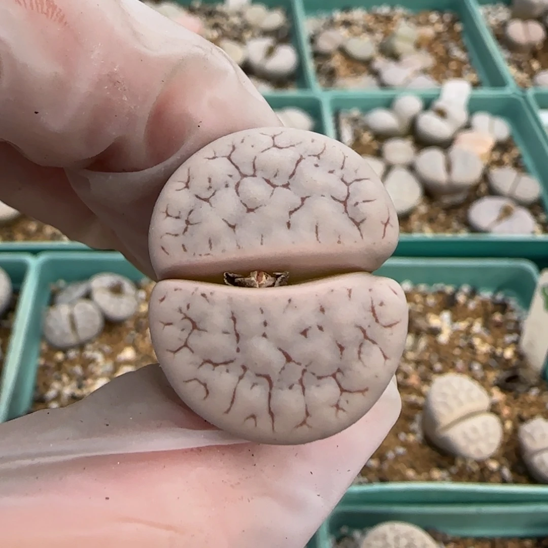 11.3。美美哒生石花荒玉母本。8052