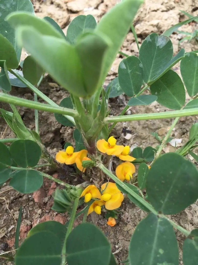 花生促花分叉微控三合一（大户专享10亩地大包装，拍一套发两遍）