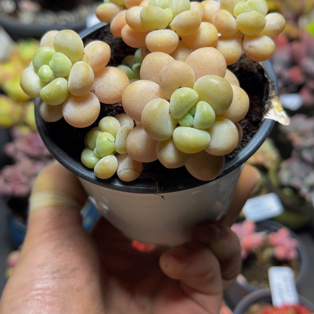 409大花球洛可可8厘米