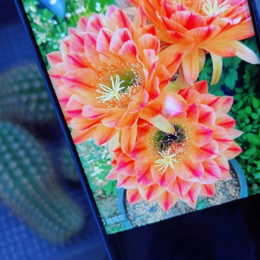 下112毛火焰魔术歪无根侧芽6公分左右20包邮