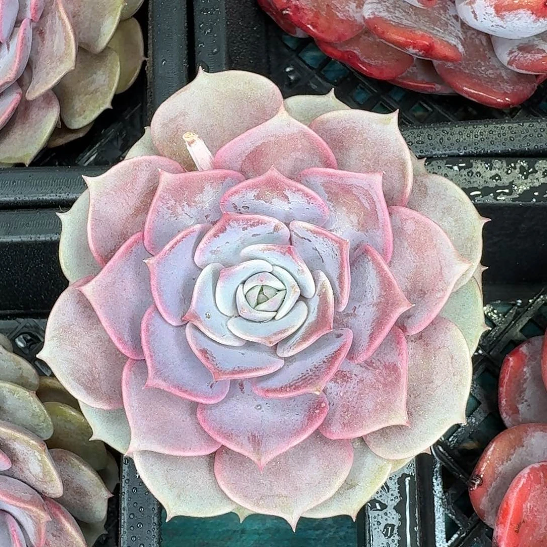 从前慢花园多肉紫蝶