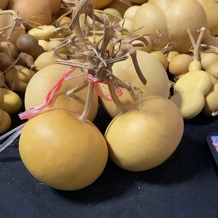 人****恶葫芦的颜色是蓝色的