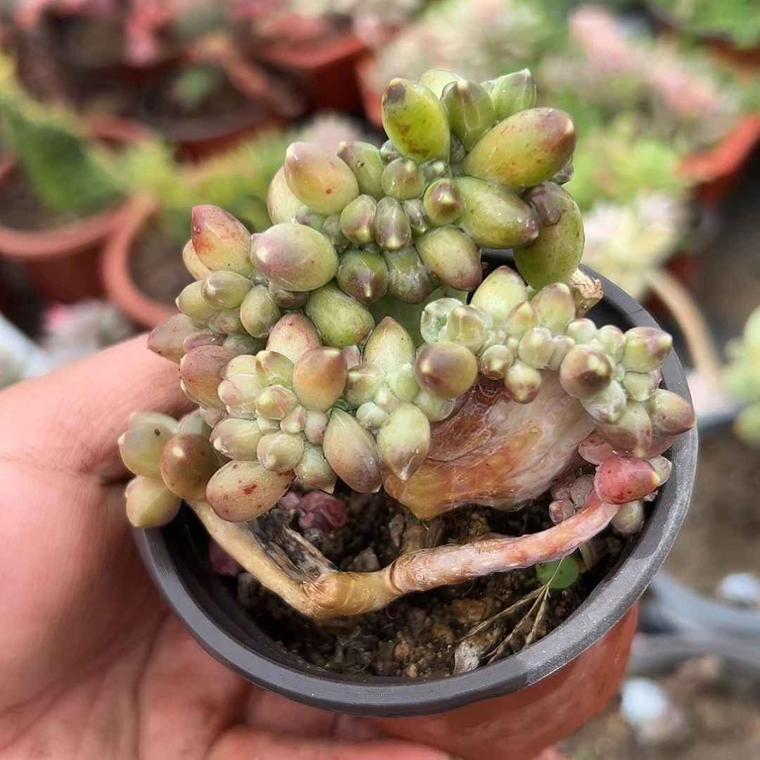 多肉植物多肉植物