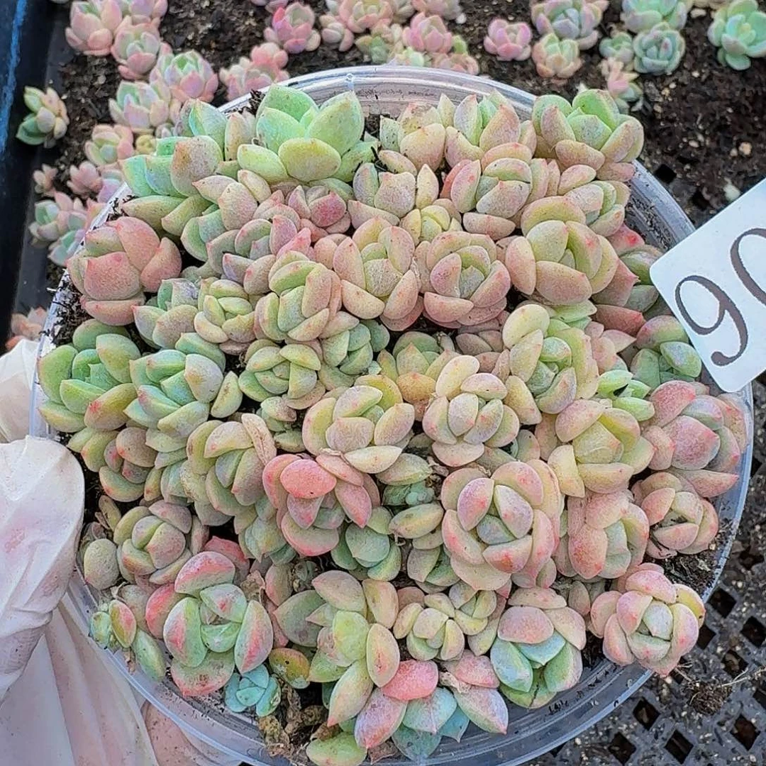 多肉植物多肉植物902