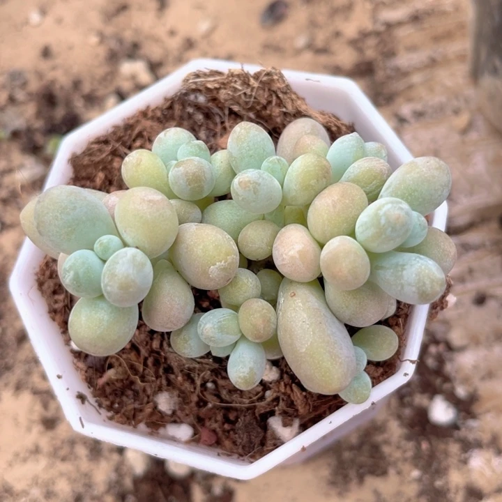 一物一拍满18包邮7头