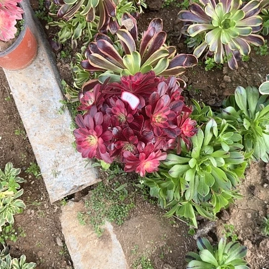 多肉植物美杜莎18号妖桩不包断枝