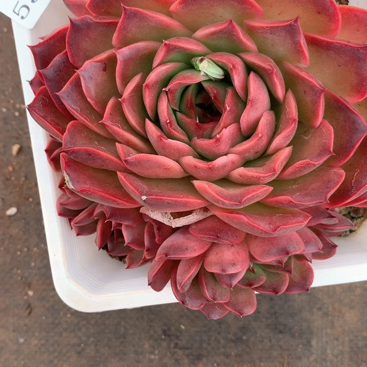 释*5551有叶伤特杂交多肉