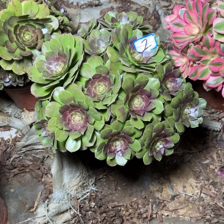 多肉植物沙拉碗法师2