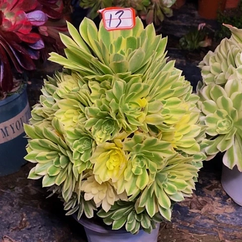 芳华老桩捧花法师13