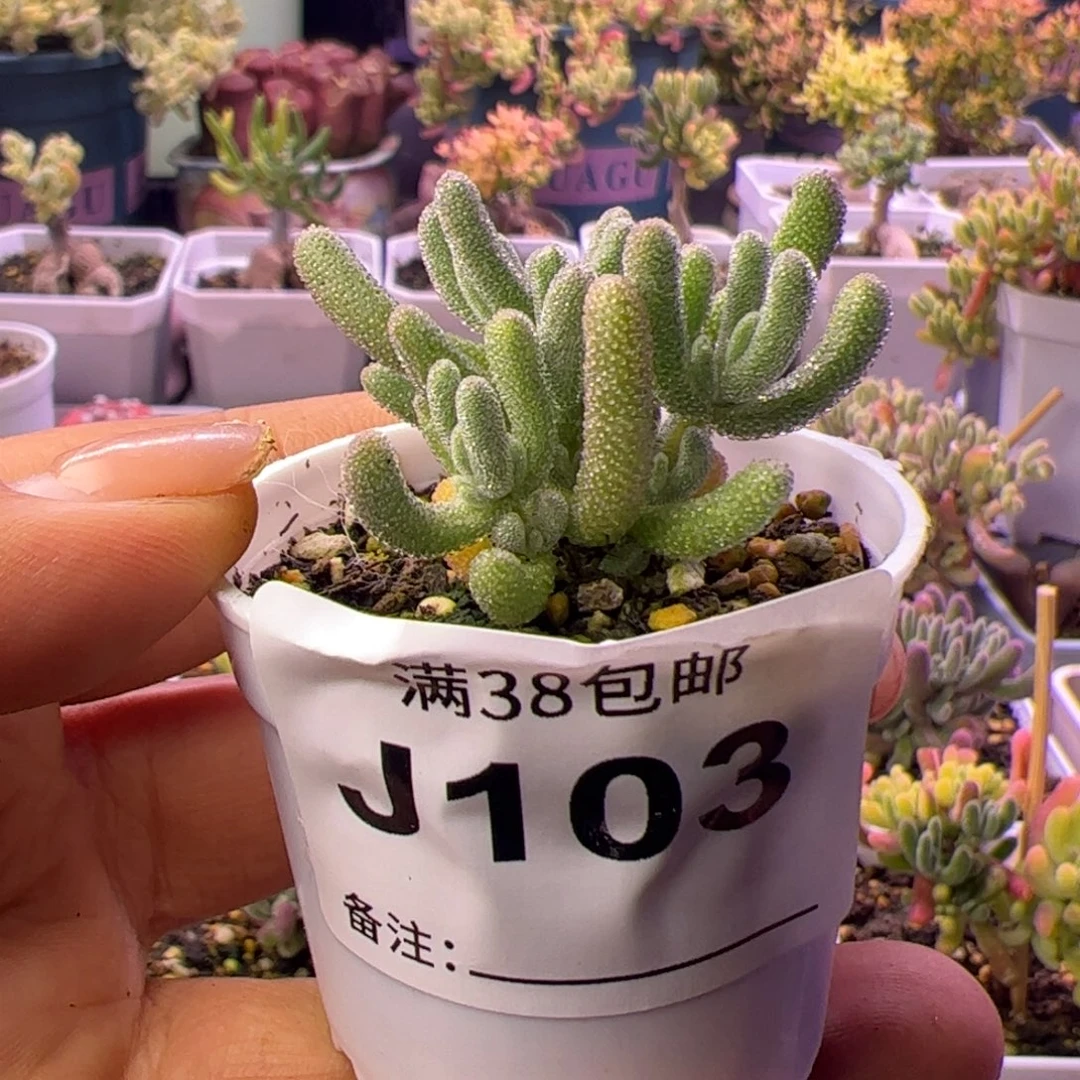 103多肉植物枝干白闪光