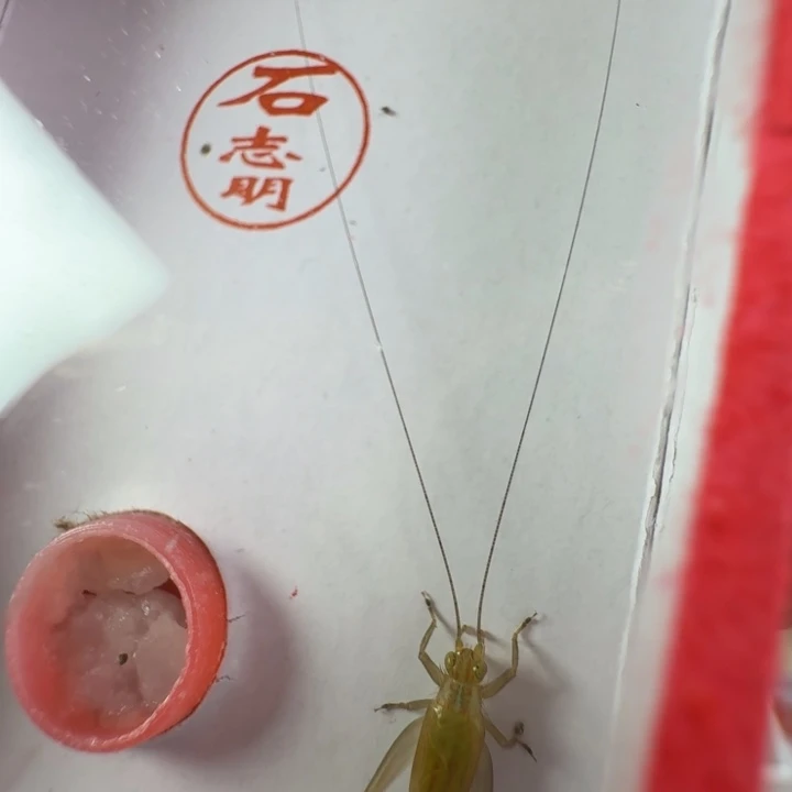 蟋蟀漂亮顶须一只合适