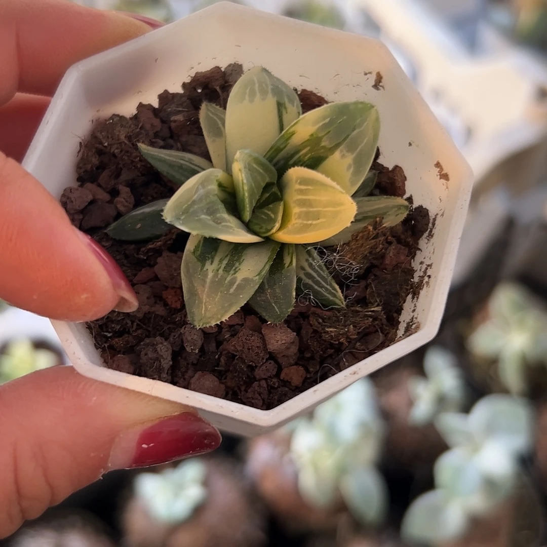 多肉植物姬寿锦单头