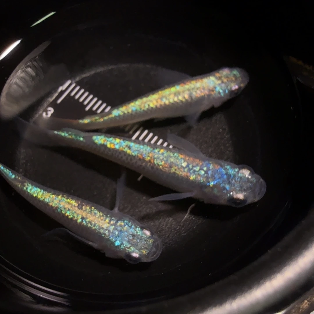 青鳉鱼一物一拍904