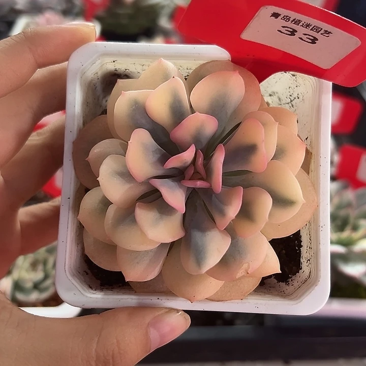 33号雪精灵锦多肉植物