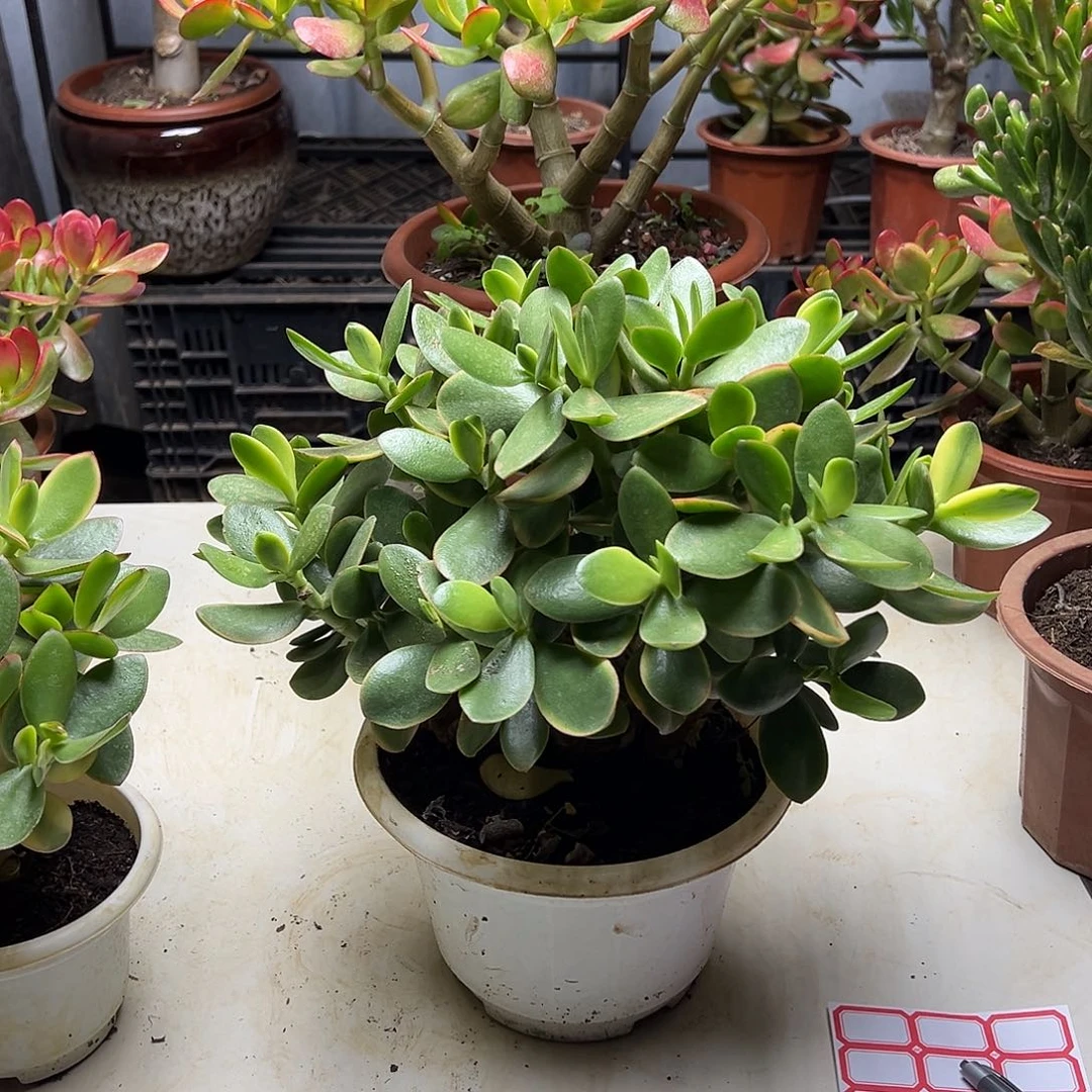 ❥***y5年玉树锦带土球发货