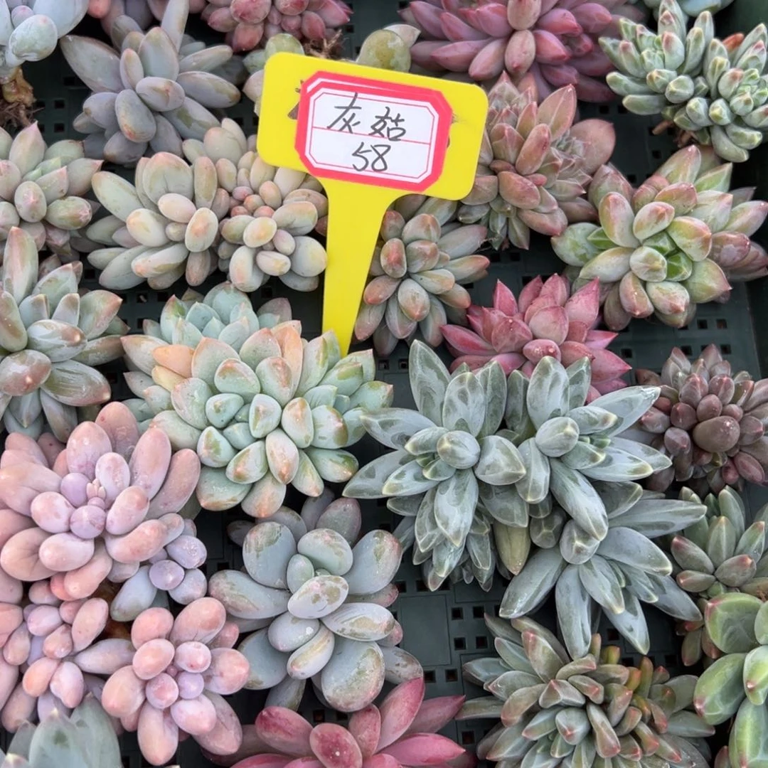 灰***凉灰姑58。